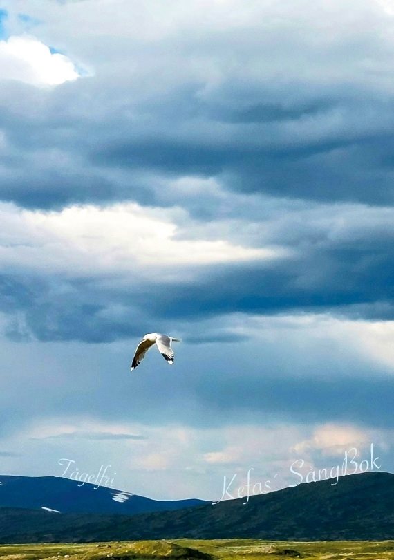 Fågelfri : Kefas´ sångbok