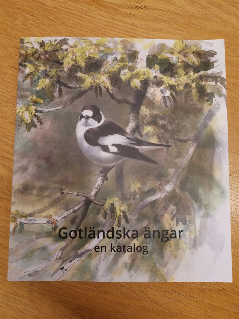 Gotländska Ängar 