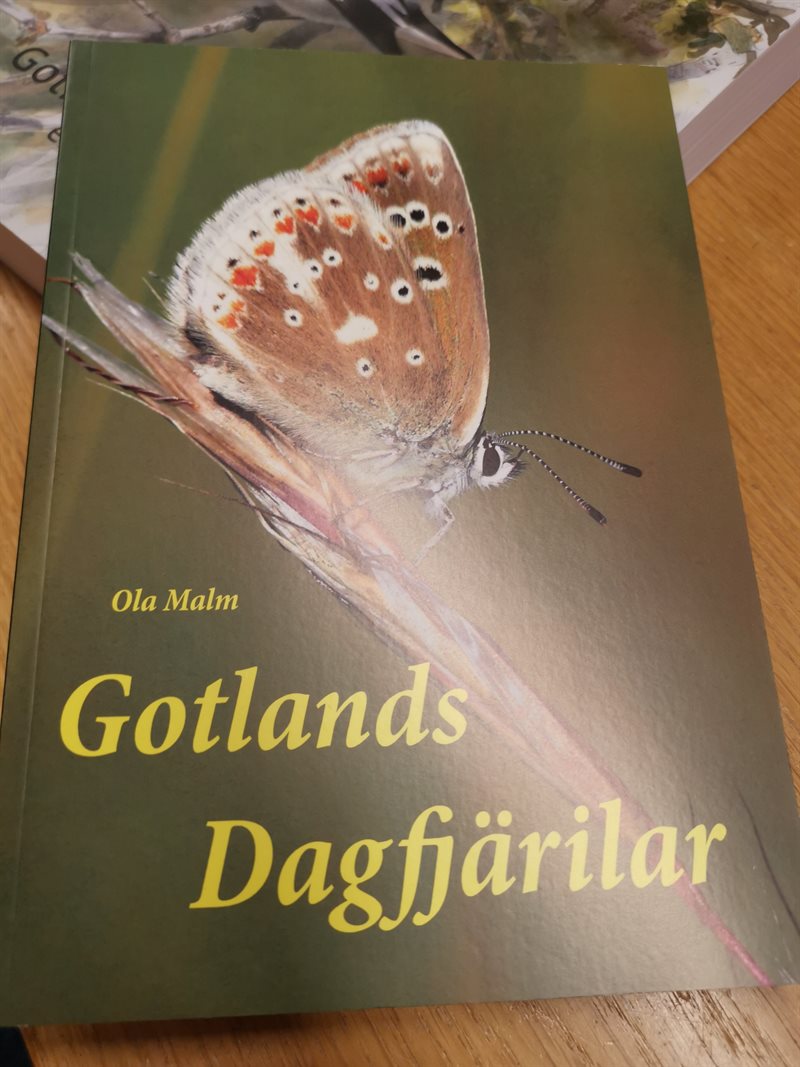 Gotlands Dagfjärilar