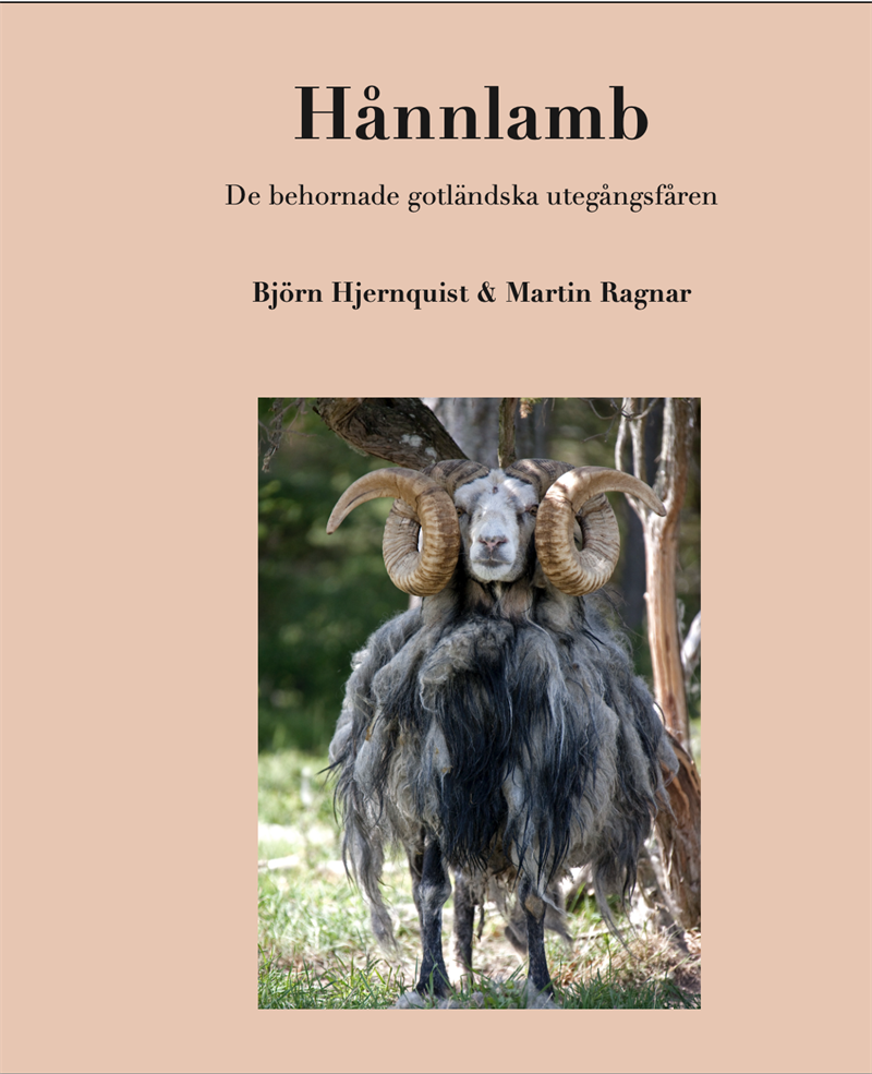 Hånnlamb  De behornade gotländska utegångsfåren